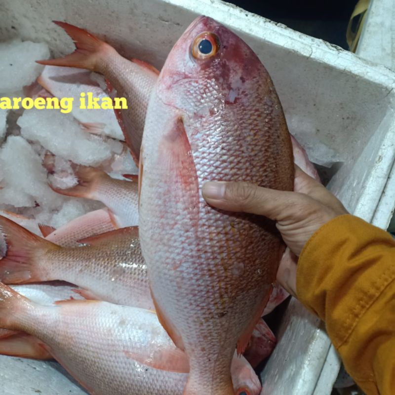 

ikan Kakap wakung segar harian hasil laut size 1-2/1kg