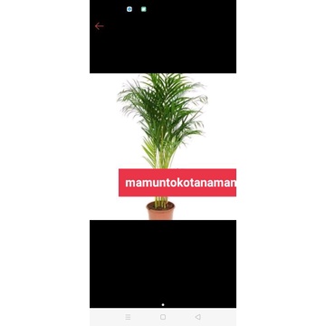 Tanaman hias hidup indoor palem kuning tinggi 50cm - palem kuning-tanaman hidup-tanaman hias hidup-p