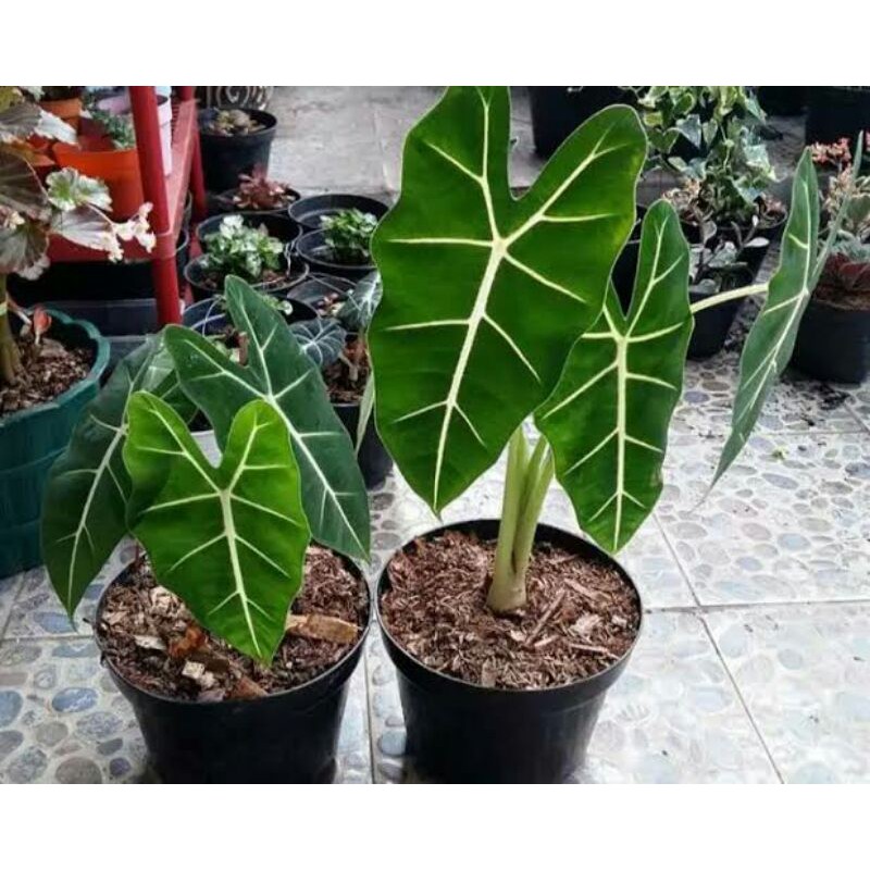 Tanaman hias kladi neon-chaladium neon-pohon keladi neon-tlpohon keladi neon-keladi neon-kladi neon