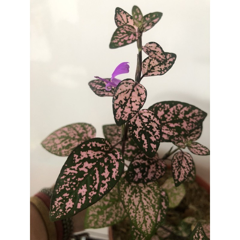 TANAMA HIAS HIPOESTES POLKADOT PINK