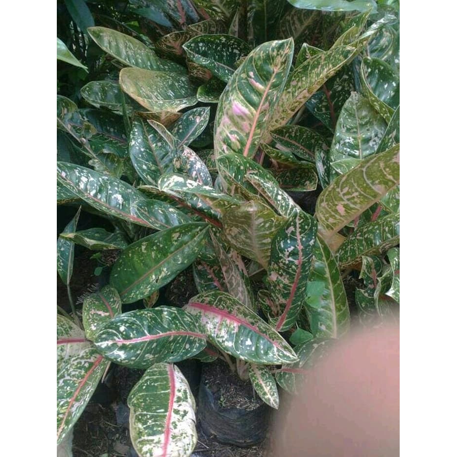 Tanaman Hias Aglaonema Dona Karmen  Aglonema DonaCarmen Tanaman Hidup - Bunga Hidup Murah