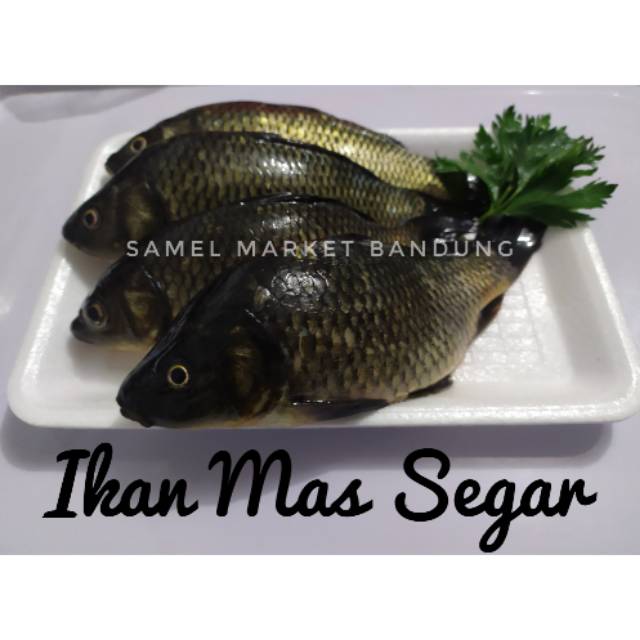 

Ikan Mas Segar 1 kg