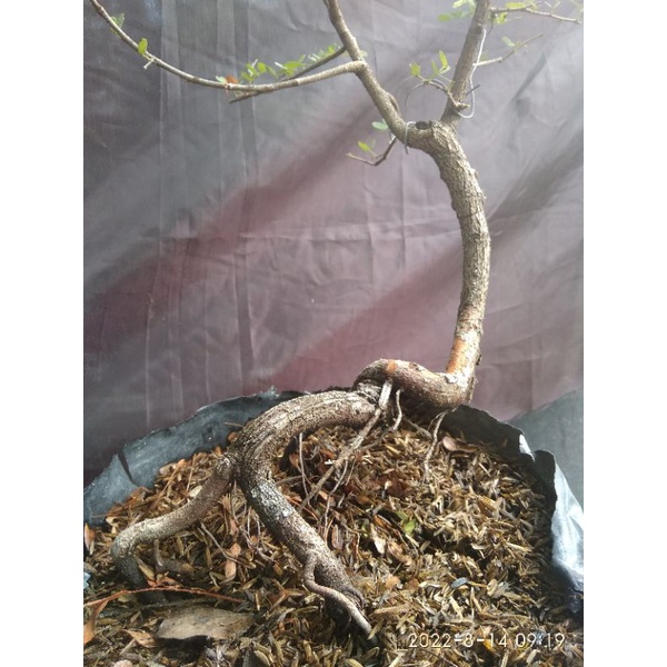 bonsai asem