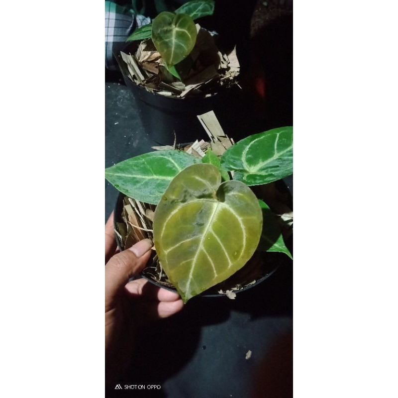 kupinggajah desleri x aos