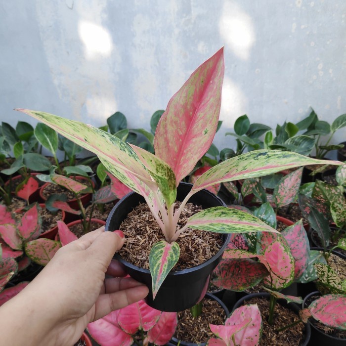 Tanaman Hias Koleksi Aglonema Golden Sweet / Tanaman Aglonema