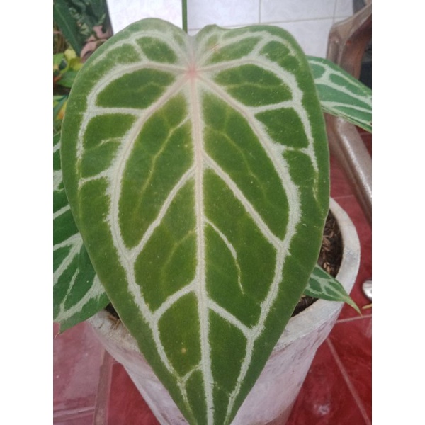 Tanaman Hias Anthurium Kuping Gajah hybrid (Silver Hope X Forgetti), 2pohon dalam satu pot.