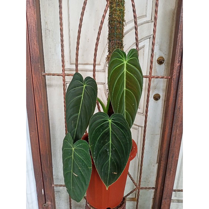 philodendron melanochrysum (Melano)