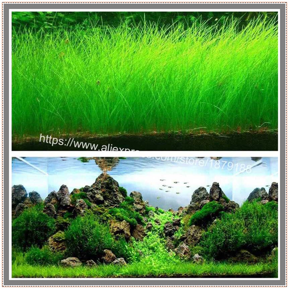 Bibit Rumput Air Dekorasi Aquarium Landscape Ornament - H0027 - Big Fescue, Big Leaf, Lucky Clover, 