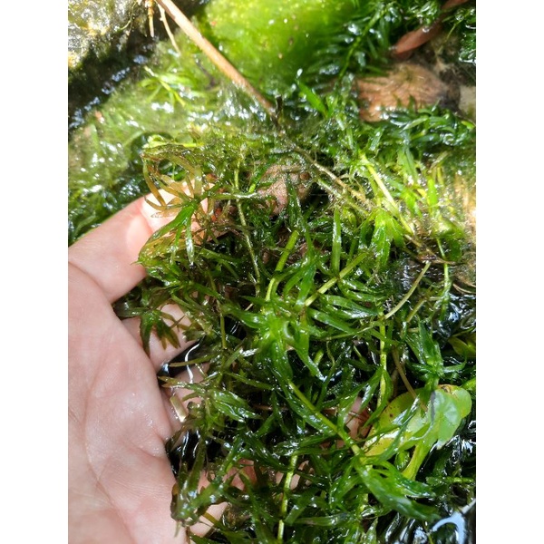 paket Tanaman Air Hydrilla / tanaman Hydrilla untuk cupang dan aquascape