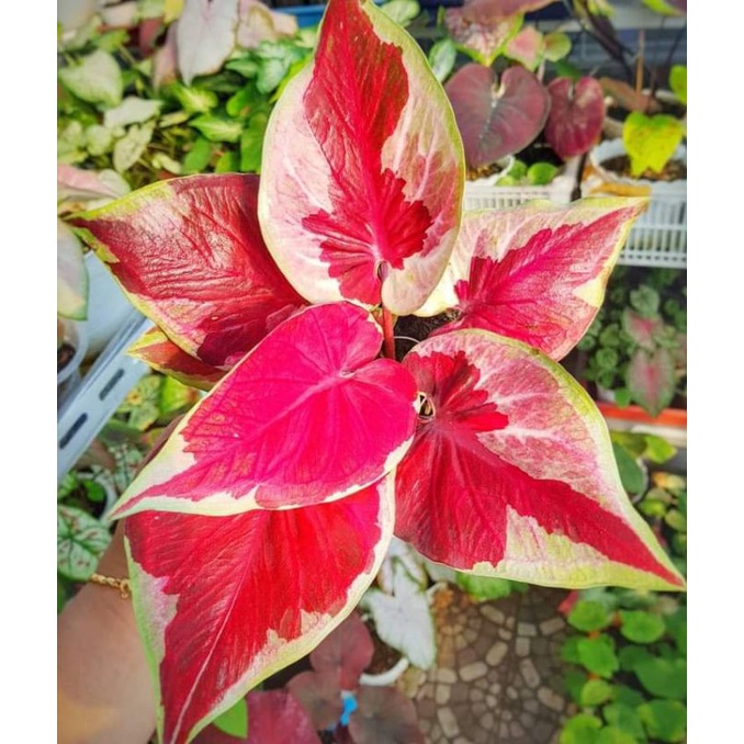 caladium dwi warna