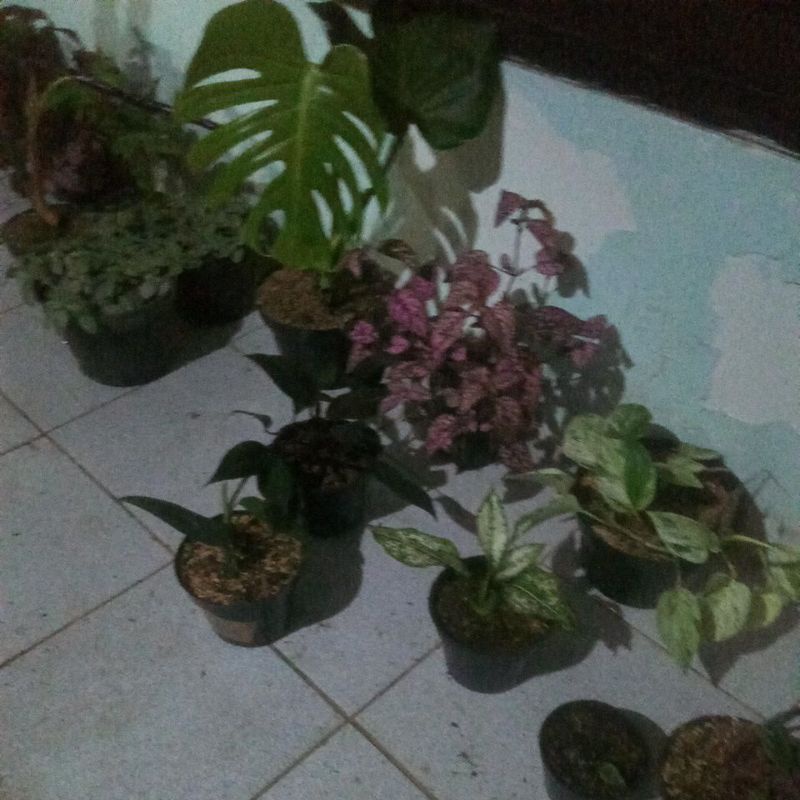 serba 10 ribu