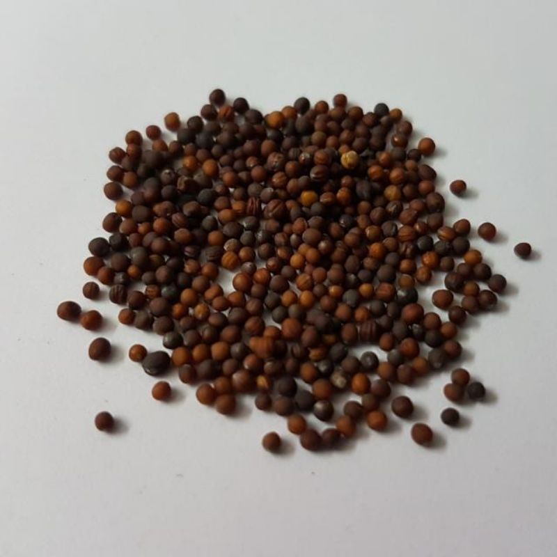 Bibit Kangkung Super