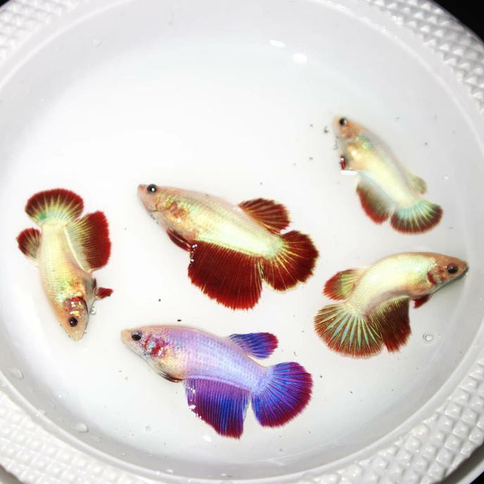 Terlaris Paket Cupang Female Halfmoon Betta 5 Ekor
