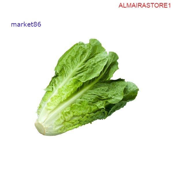 

Romaine Lettuce 250 Gram -WFB .