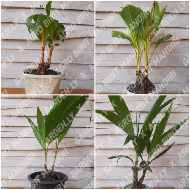 STOK TERBATAS BIBIT KELAPA KEMBAR TUNAS ALAMI ASLI STOK TERBATAS BIBIT KELAPA KEMBAR TUNAS ALAMI ASLI