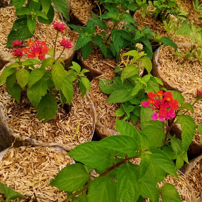 bunga lantana camara