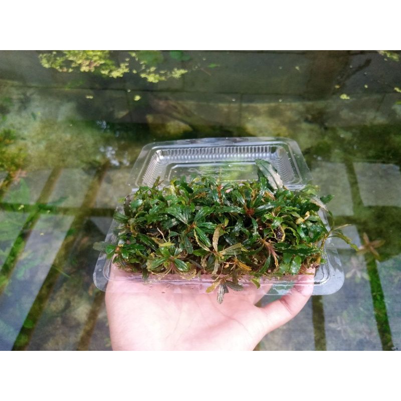 buce tanaman aquascape