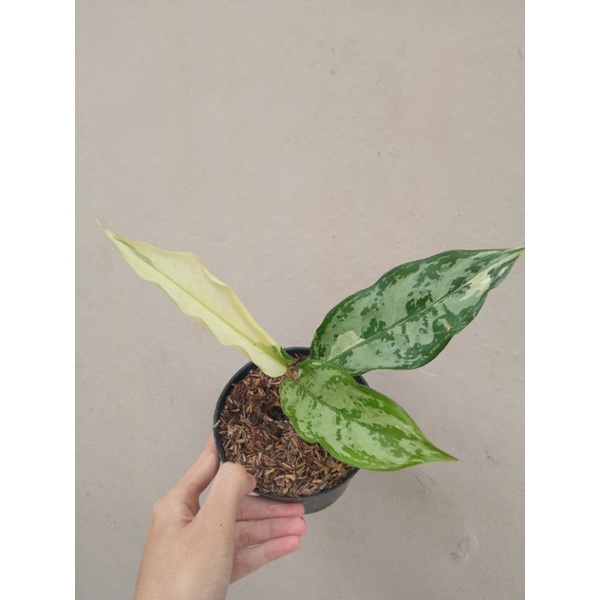 aglonema comutatum varigata commutatum variegata