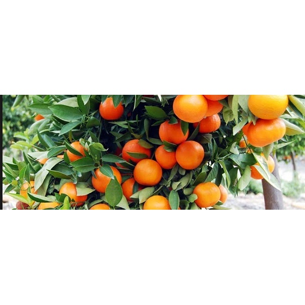 Bibit tanaman jeruk brazil okulasi kualitas super