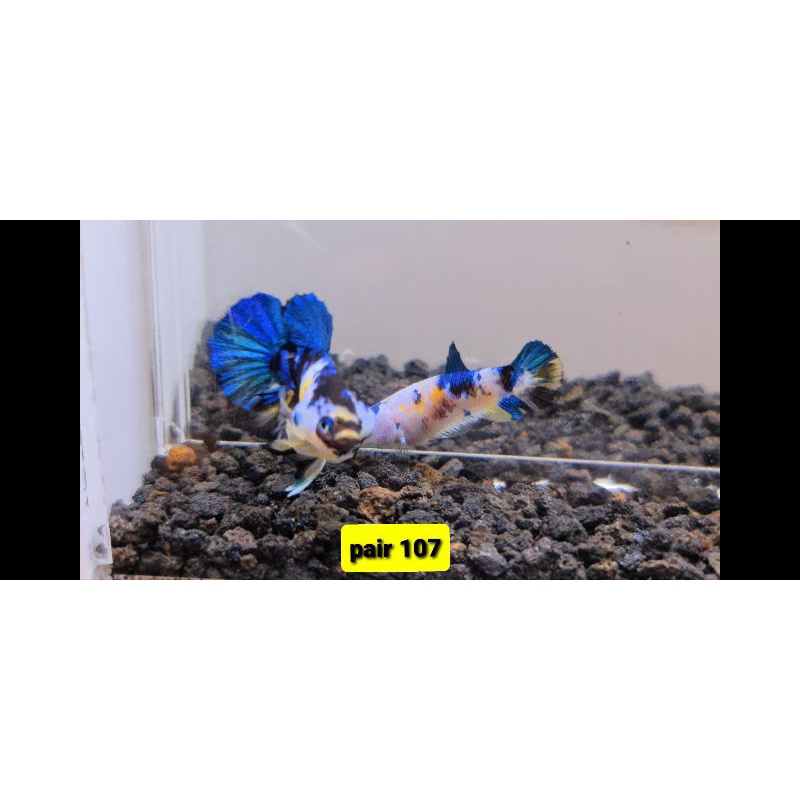 ikan cupang sepasang yellow banana/ yellow banana pair107