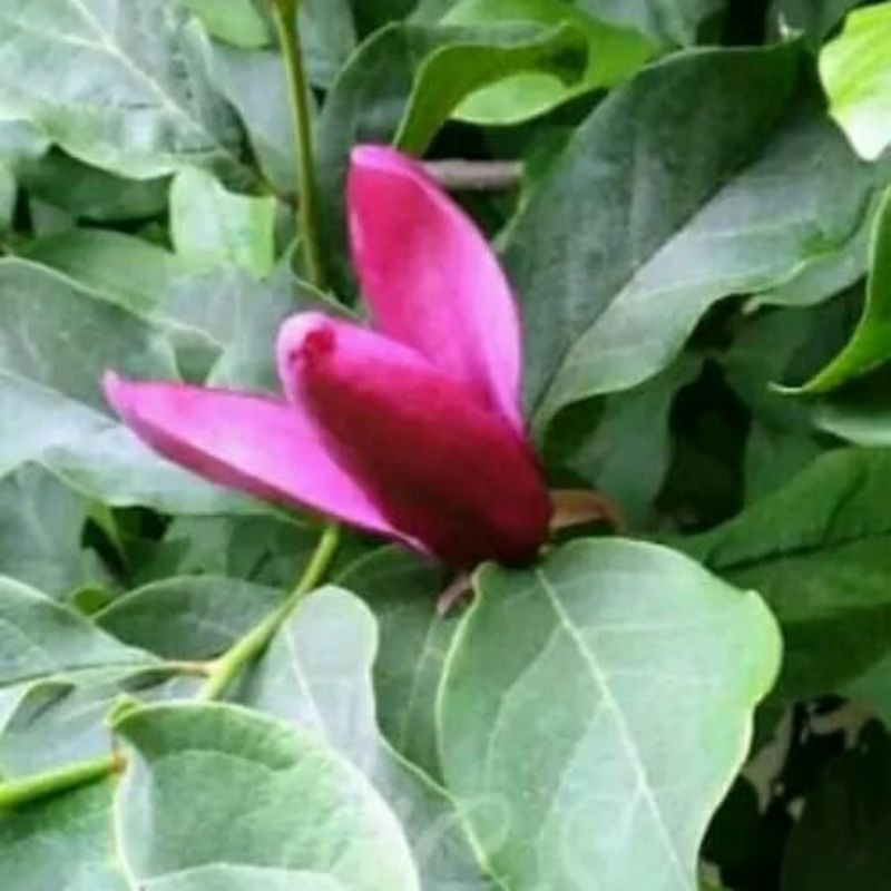 bibit bunga kantil ungu