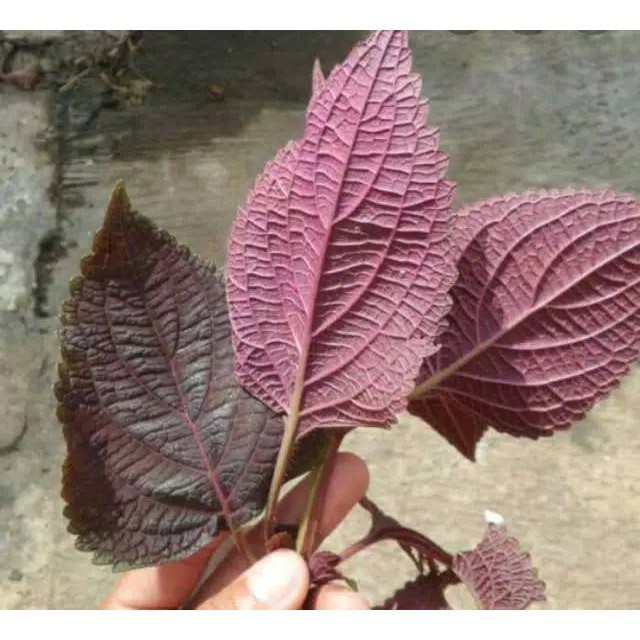 

Daun jawerkotok segar 1 kg