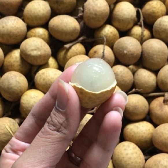 

Buah Lengkeng Segar / Lengkeng Fresh / lengkeng manis