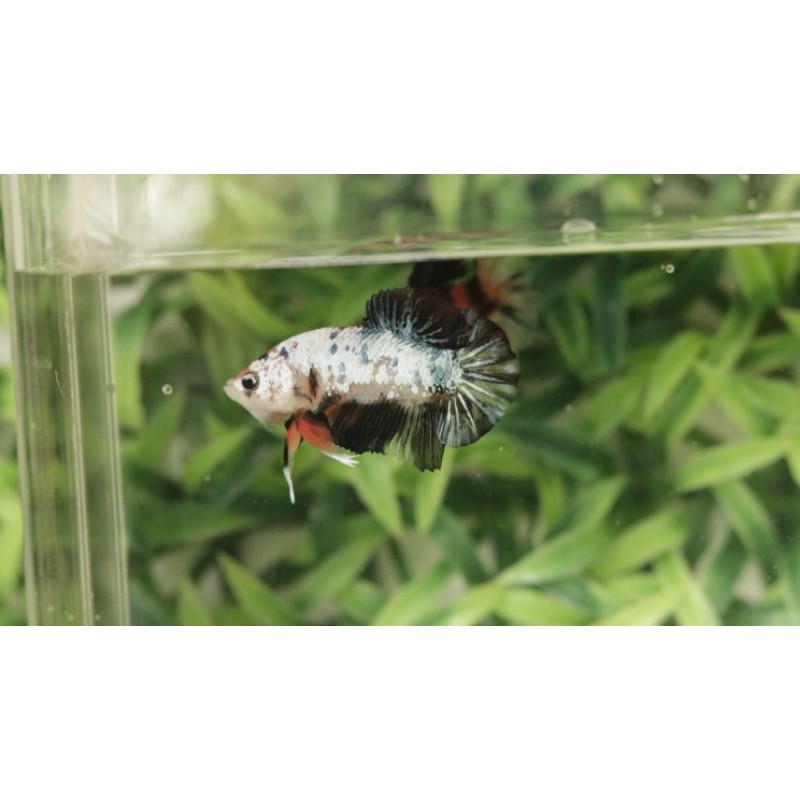 Ikan Cupang Black Nemo / Koi Galaxy