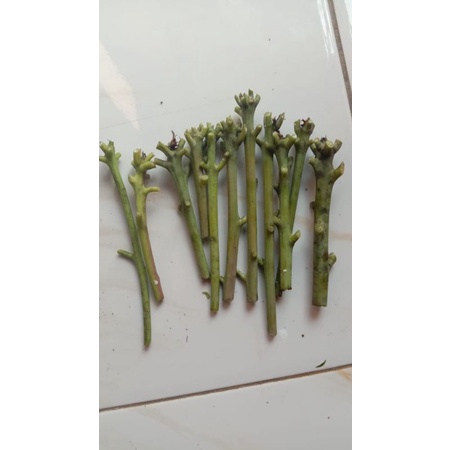 entres mangga import Valencia Pride