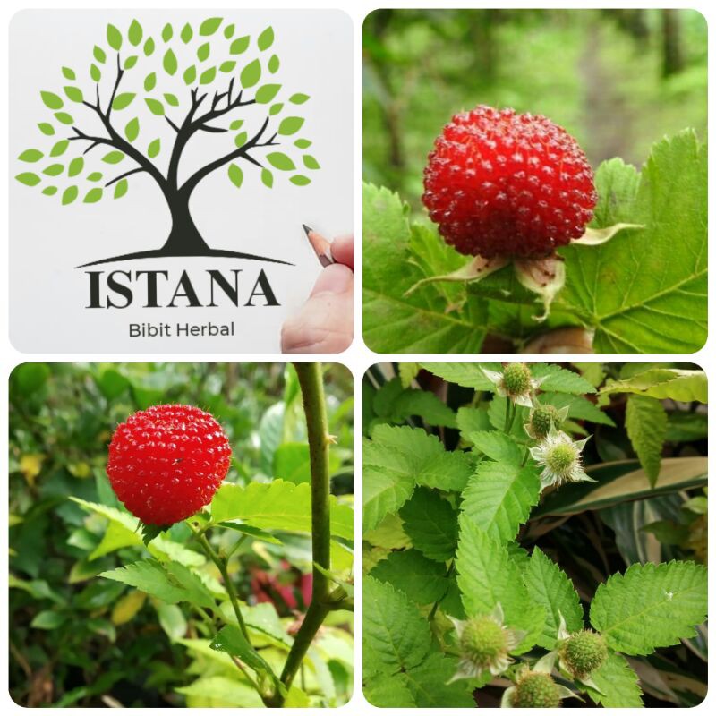 Bibit Tanaman Arbei/Arben bibit pohon arbei