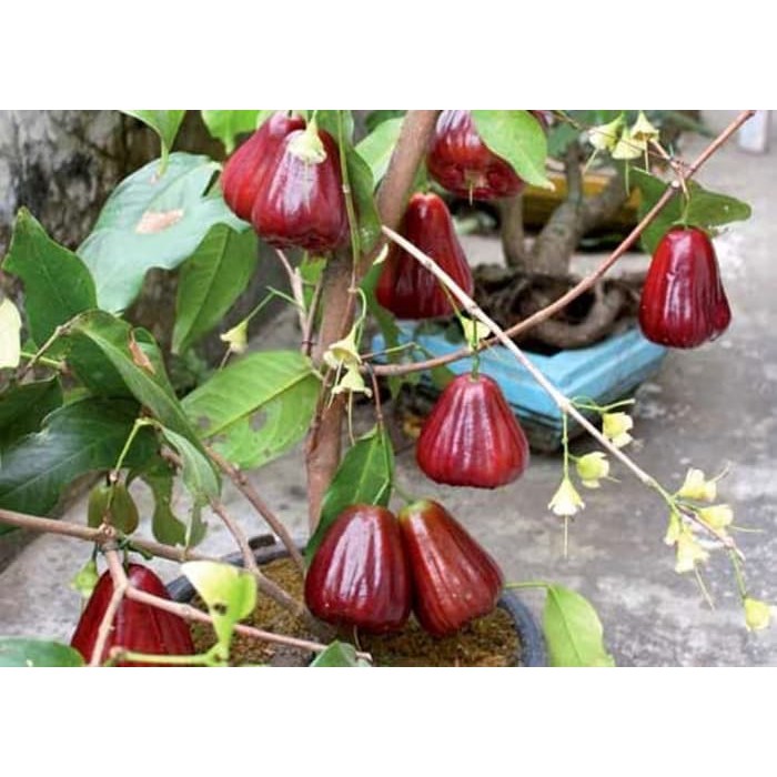 bibit jambu jamaika