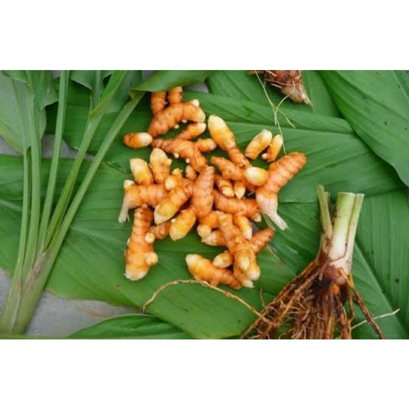 

Kunyit kunir bumbu
