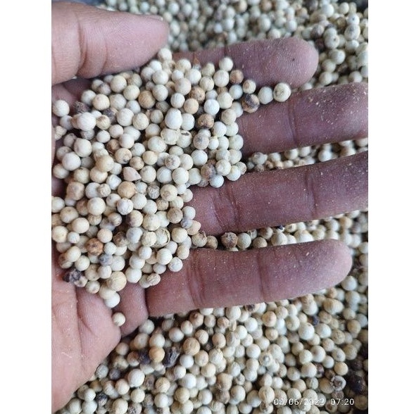 

lada putih / merica putih utuh