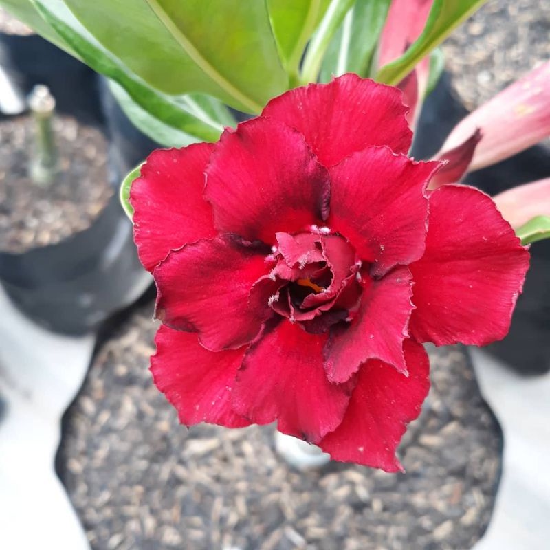 ADENIUM GRAFTING BUNGA TUMPUK  / KAMBOJA JEPANG