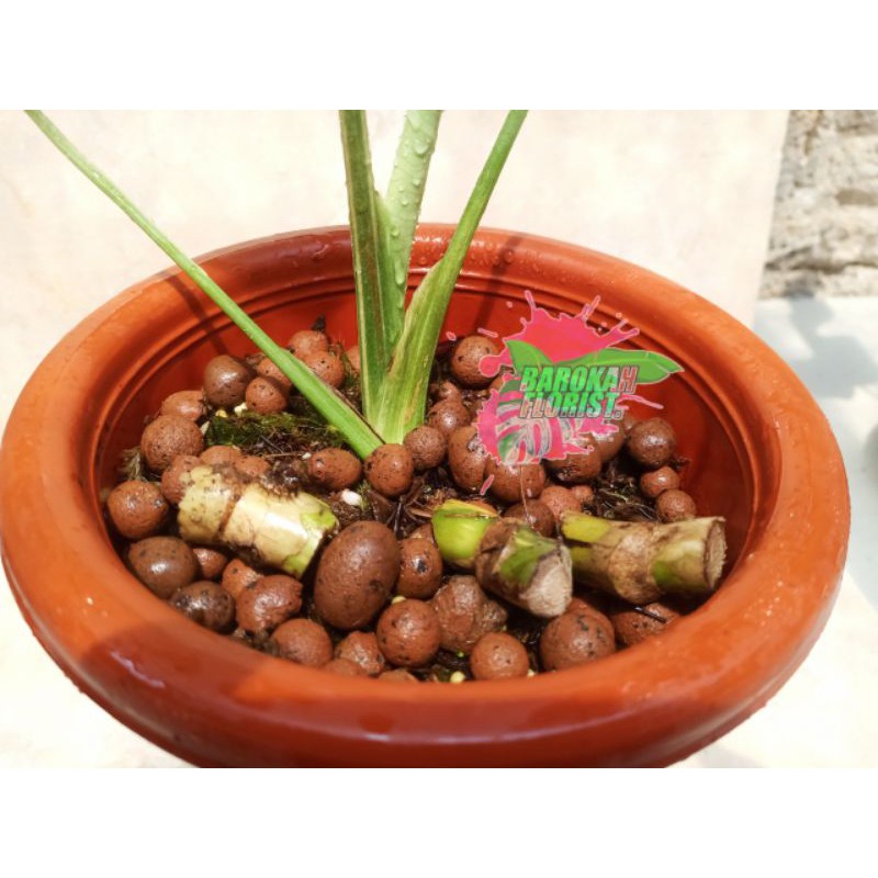 BONGGOL MONTHAI VARIGATA ORI