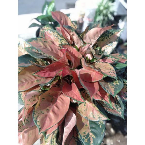 aglonema kochin tembaga indukan