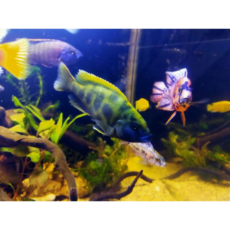 venustus cichlid afrika 12cm up