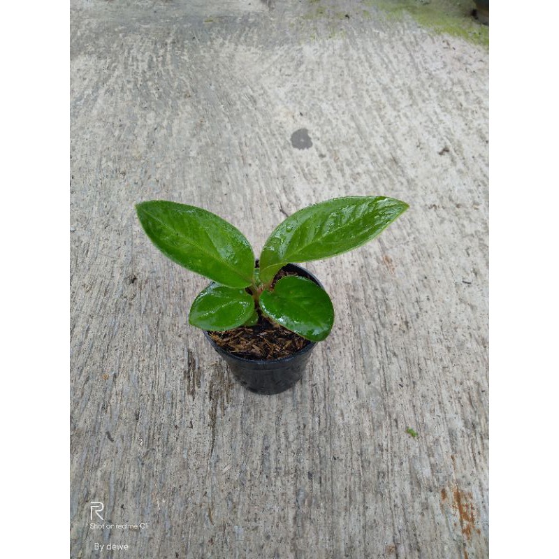 Anthurium Jemani Mangkok