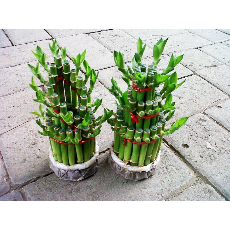 Bibit Tanaman Hias Bambu Hoki Rejeki Lucky Bamboo Pita Ribbon Plant Dracaena Sanderiana Shopee Indonesia