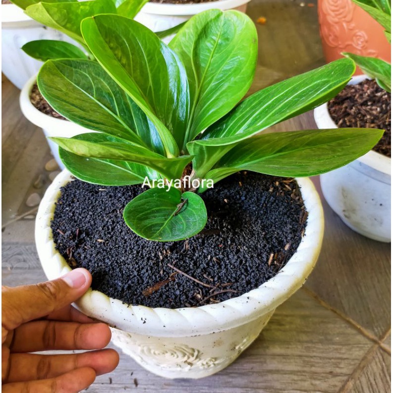 Anthurium Jemani Mangkok