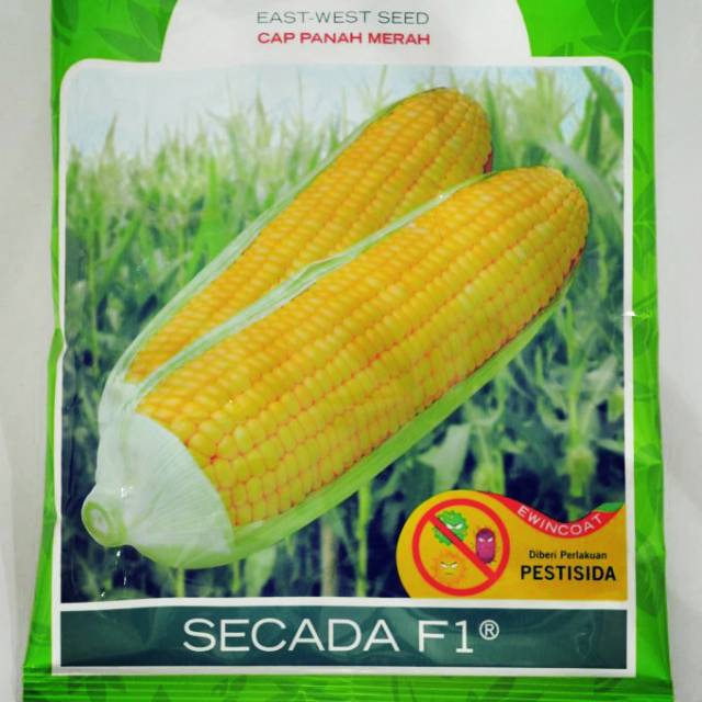 Benih jagung manis F1 SECADA PANAH MERAH 100GR