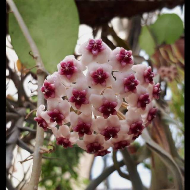 Tanaman hias Hoya diversifolia