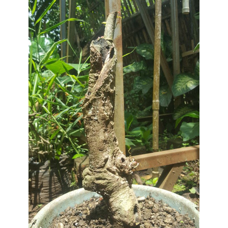 BAHAN BONSAI POHON WALI KUKUN BESAR DAN BERKARAKTER/dongkelan
