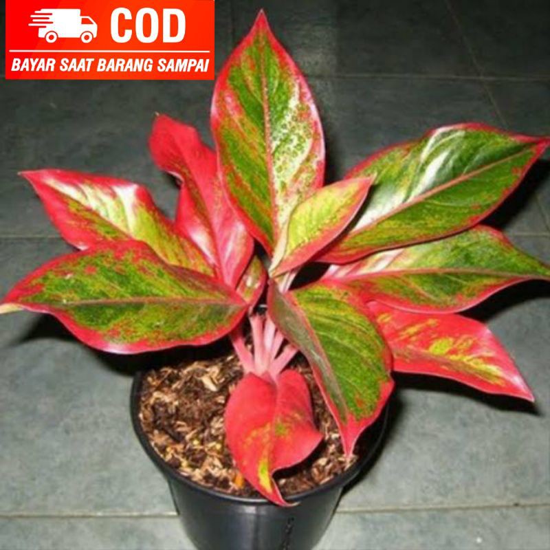 [BISA COD] Aglonema Siam Aurora Murah - Lipstik Merah - Lipstik Siam - Aglo Murah