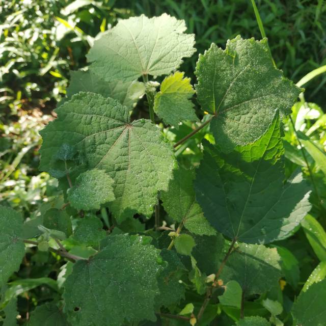 

DAUN PULUTAN SEGAR 500 GRAM