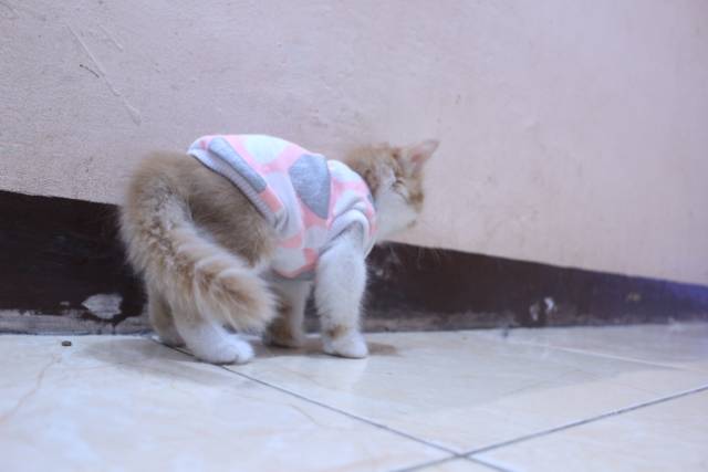 Kaos lucu motif lope-lope untuk kucing rumahan / baju kucing murah size S M L XL