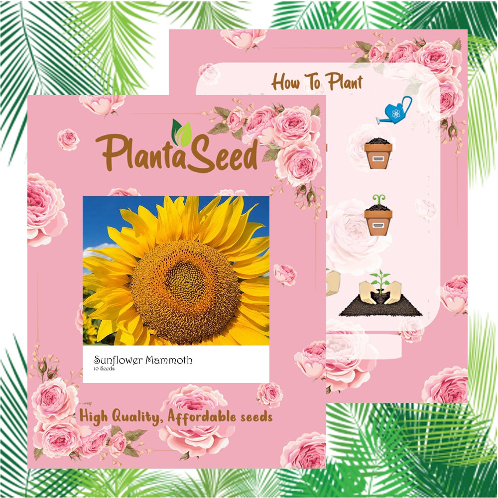 PlantaSeed - 10 Seeds - Sunflower Mammoth Biji Bunga Matahari Bunga Besar Jumbo Biji Bunga Tanaman Hias Flower Seed Murah Termurah - PAS0246