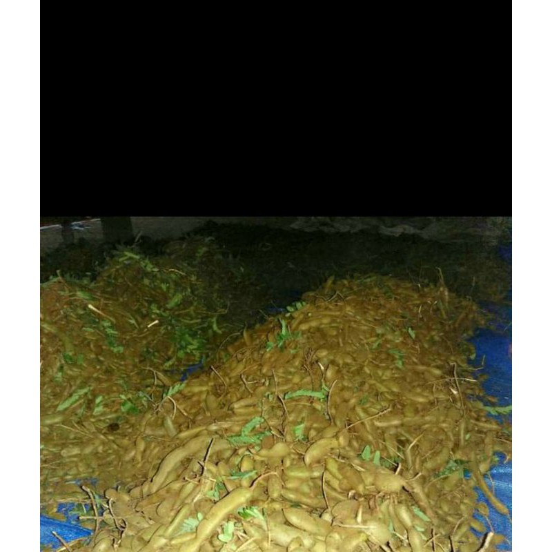 

asam jawa muda 1kg