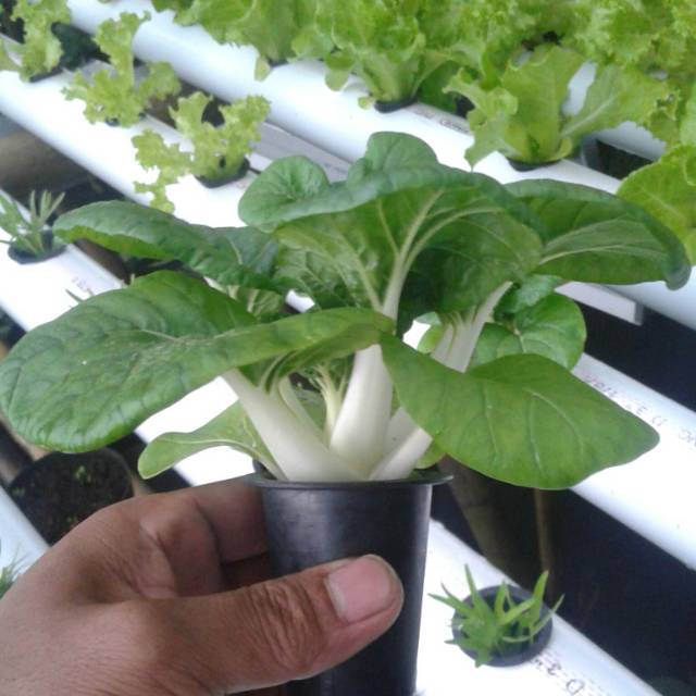 BENIH SAWI POPEYE DAKOTA NDS (repack)