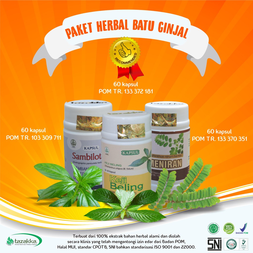  Obat  Penghancur Batu Ginjal Alami Daun Keji  Beling  Meniran 